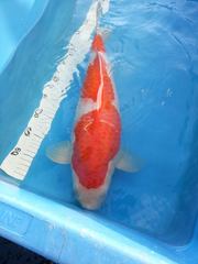 Japanese Koi for sale  in Cheshire 